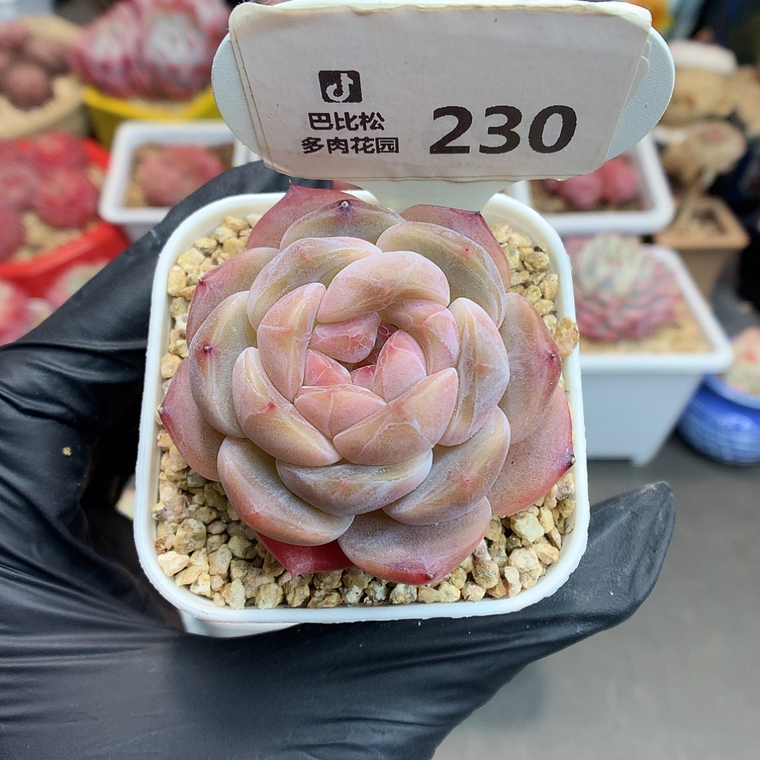 230 巧克力冰魄多肉