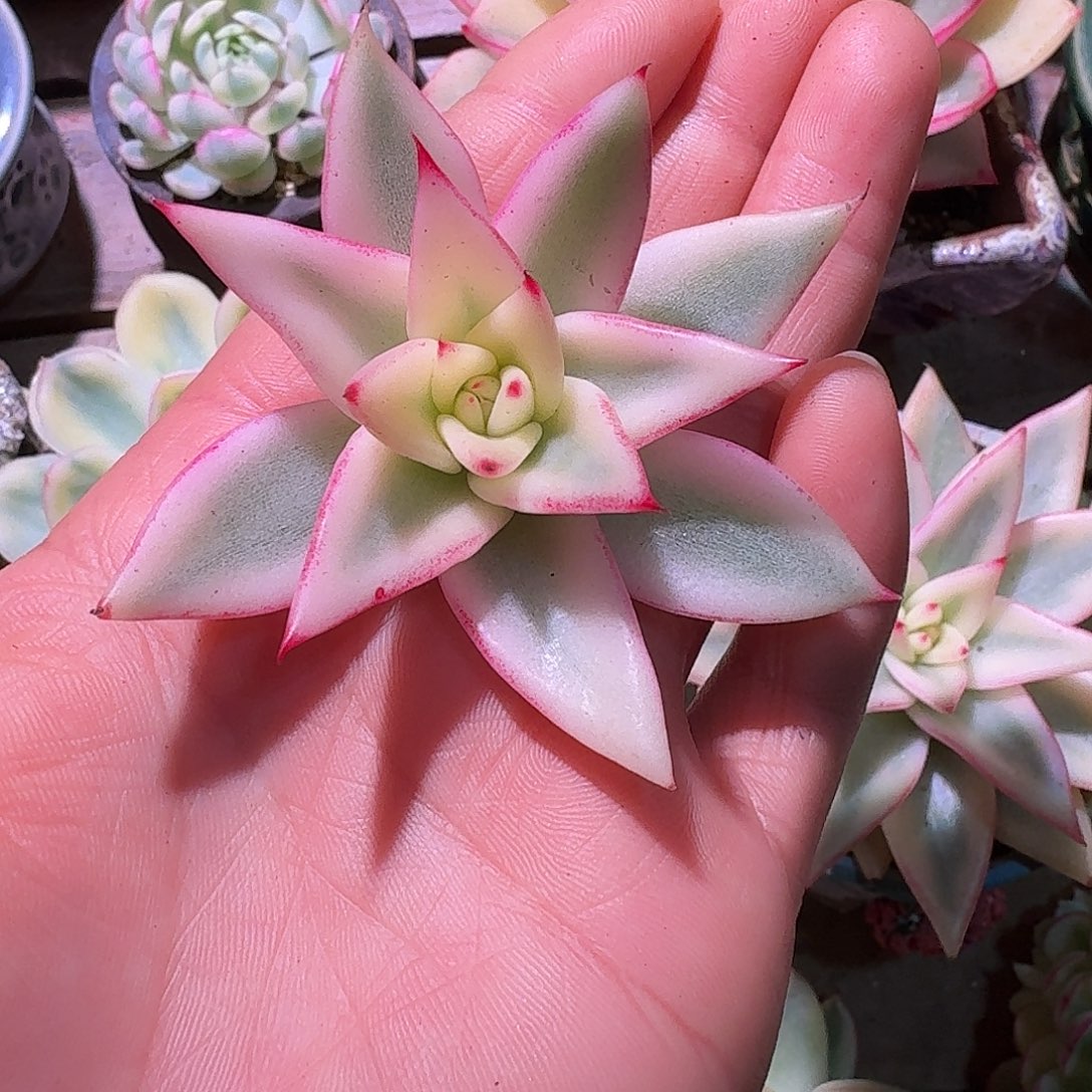 乌木锦多肉多肉多肉