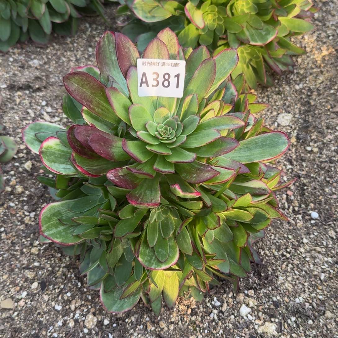 y****8381荔枝变异寄养到秋