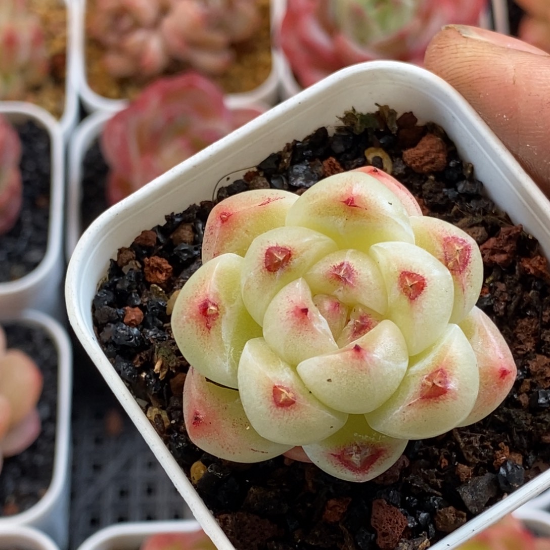 天官赐福百无禁忌