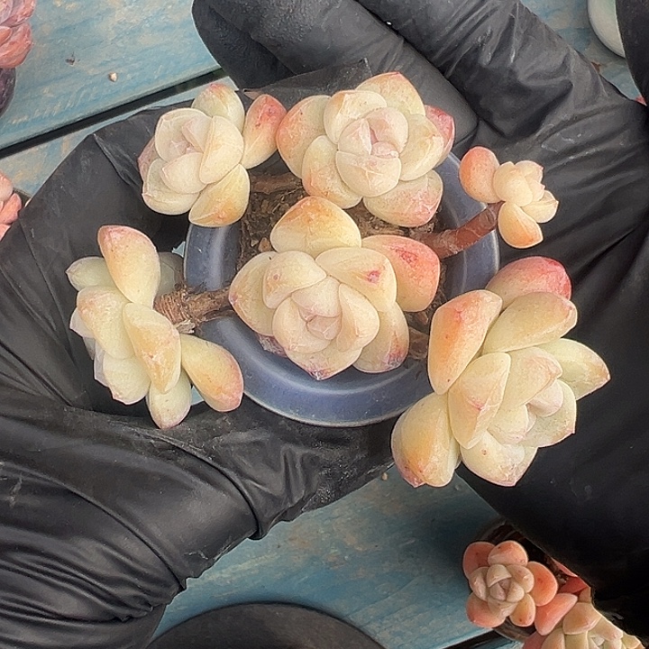 六头冰玉带盆发的时候