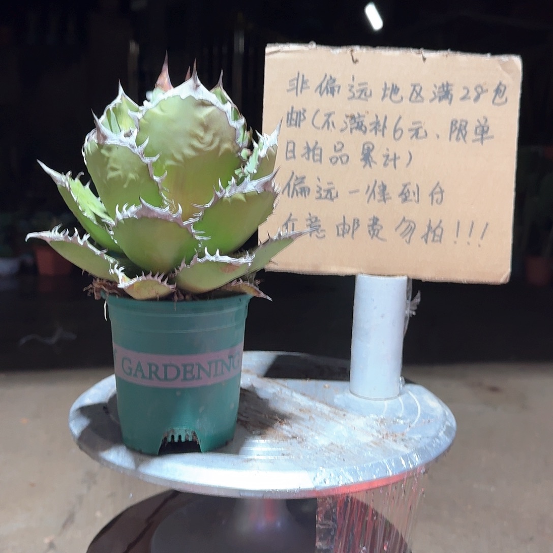 完全开放黑火焰仁王冠龙舌兰