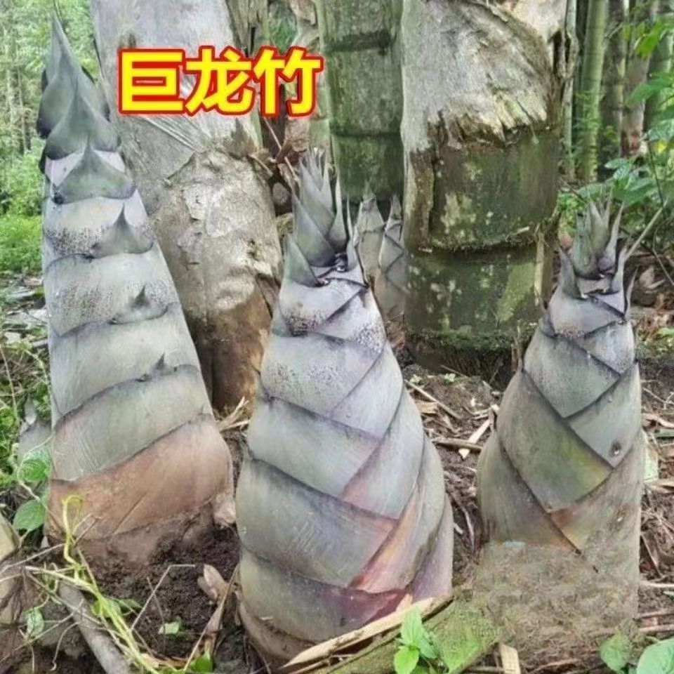 巨龙竹种子可食用竹笋种子大型楠竹四季长青竹庭院室外种植生长快