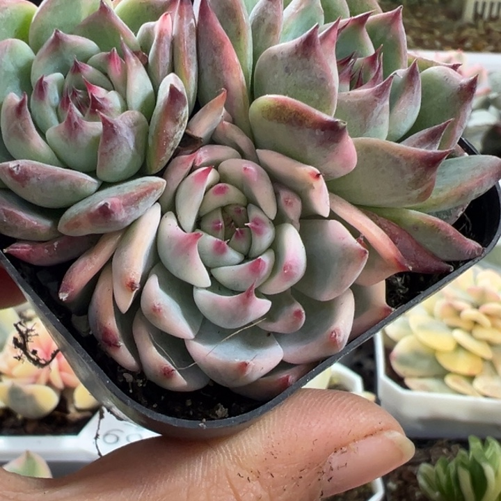 吉娃娃锦多肉植物660