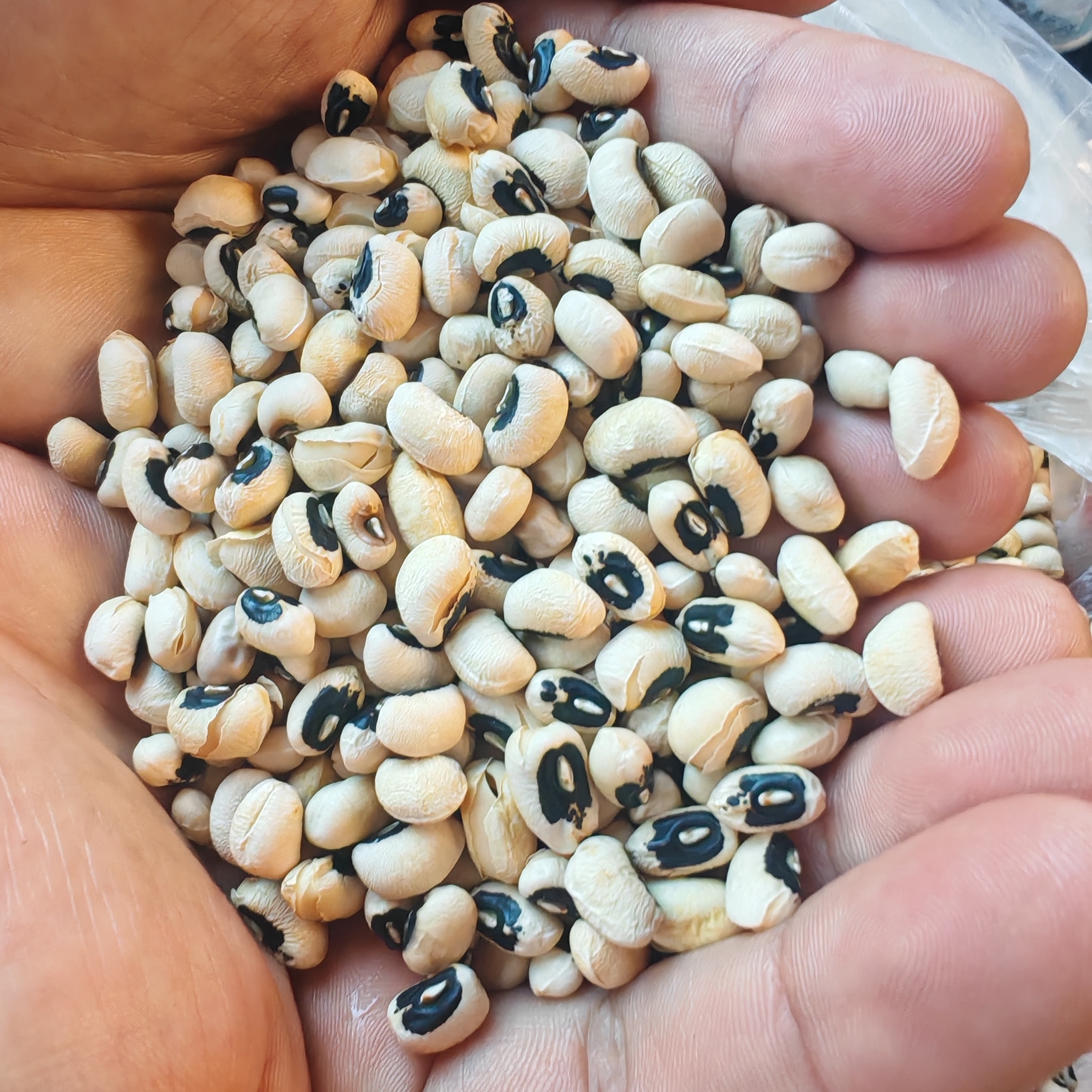 婺源农家自种干黑嘴豆可煮粥煲汤