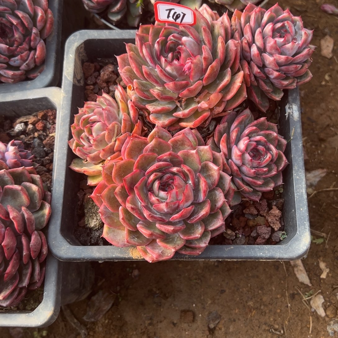 一****精品多肉植物老桩