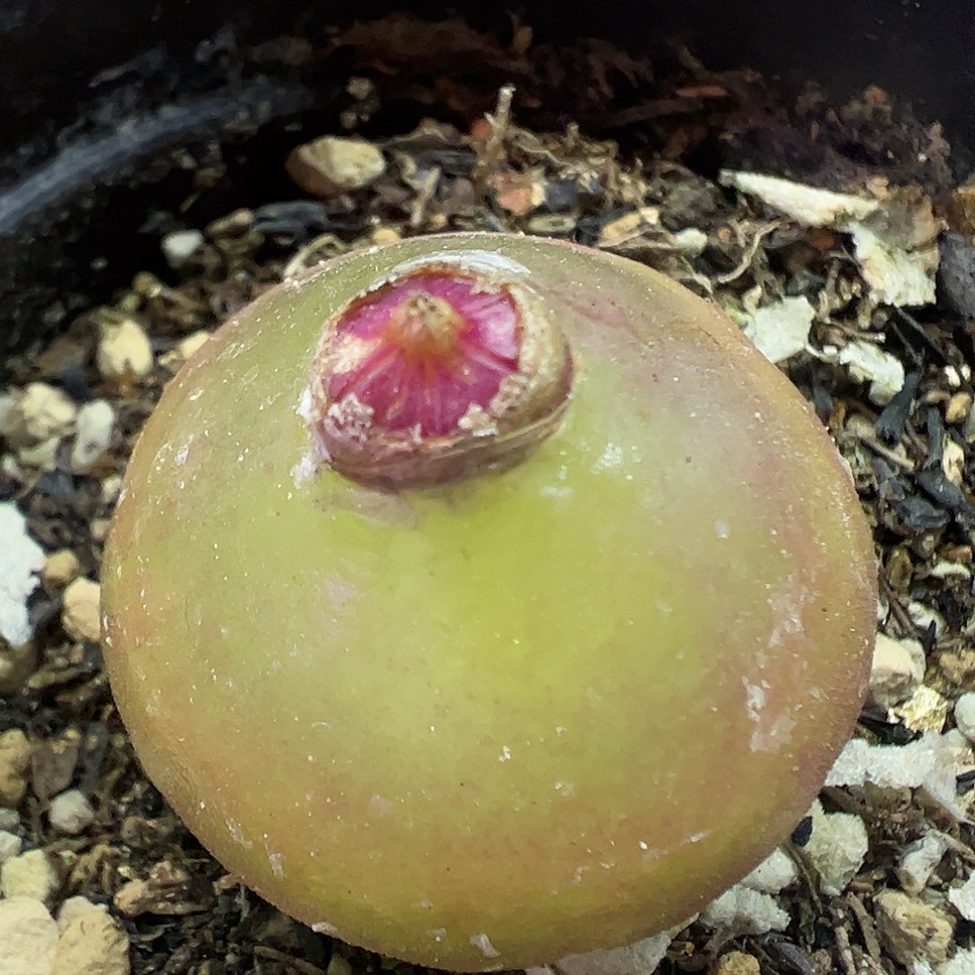 490灯泡带盆土发货