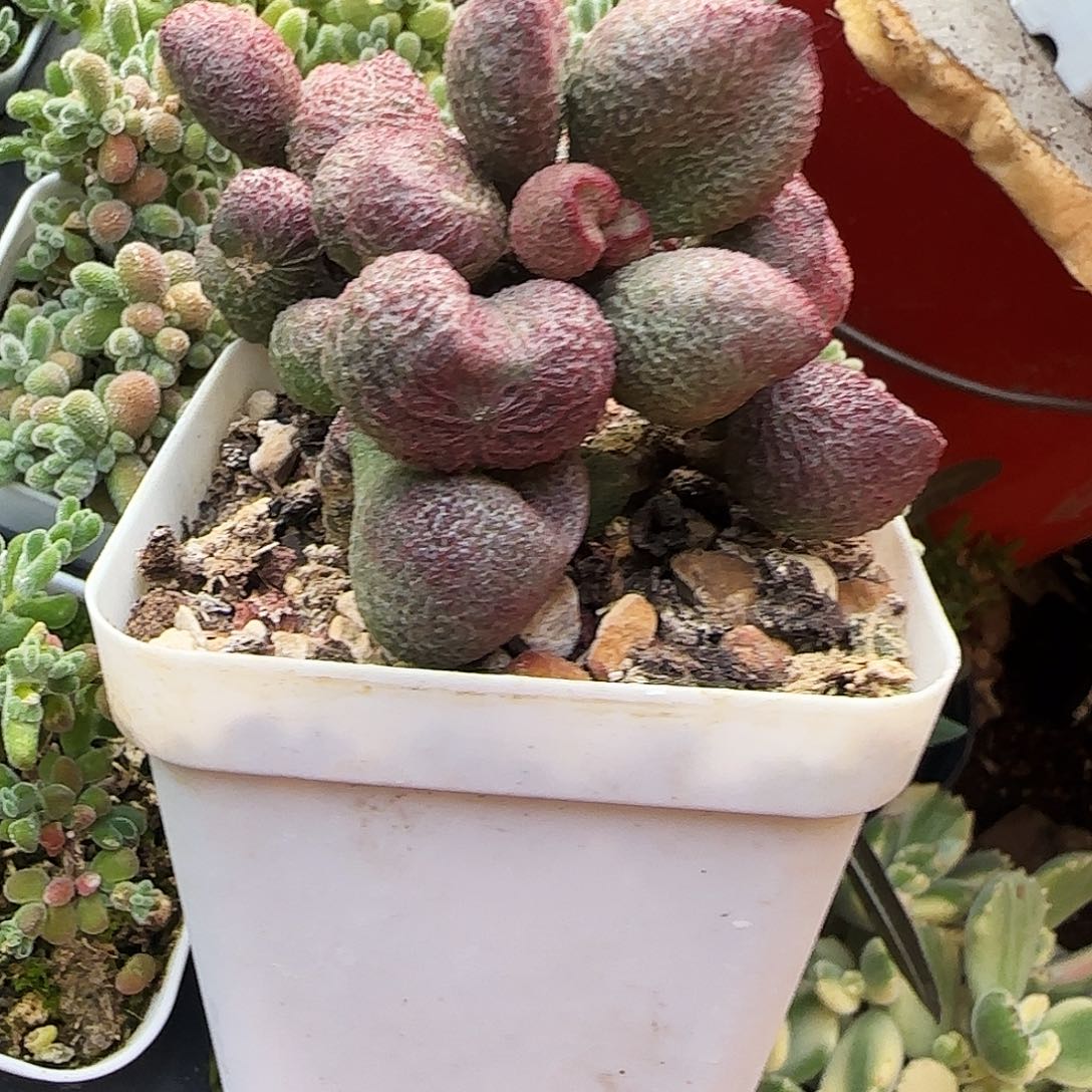 水蜜桃水泡多肉植物