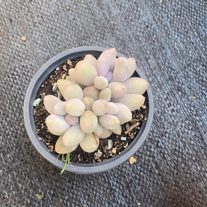 苒***。胭脂精品多肉 88888