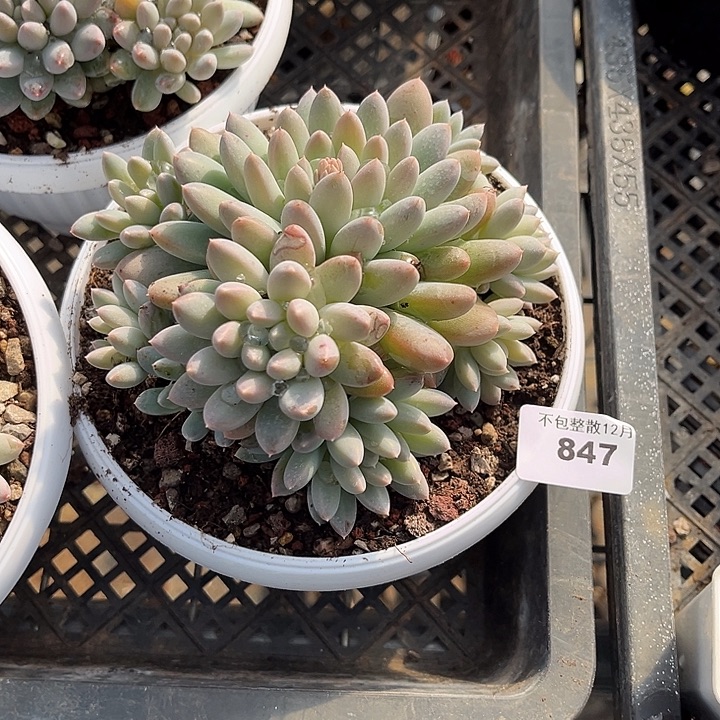 阿雅园艺。     847奶糖