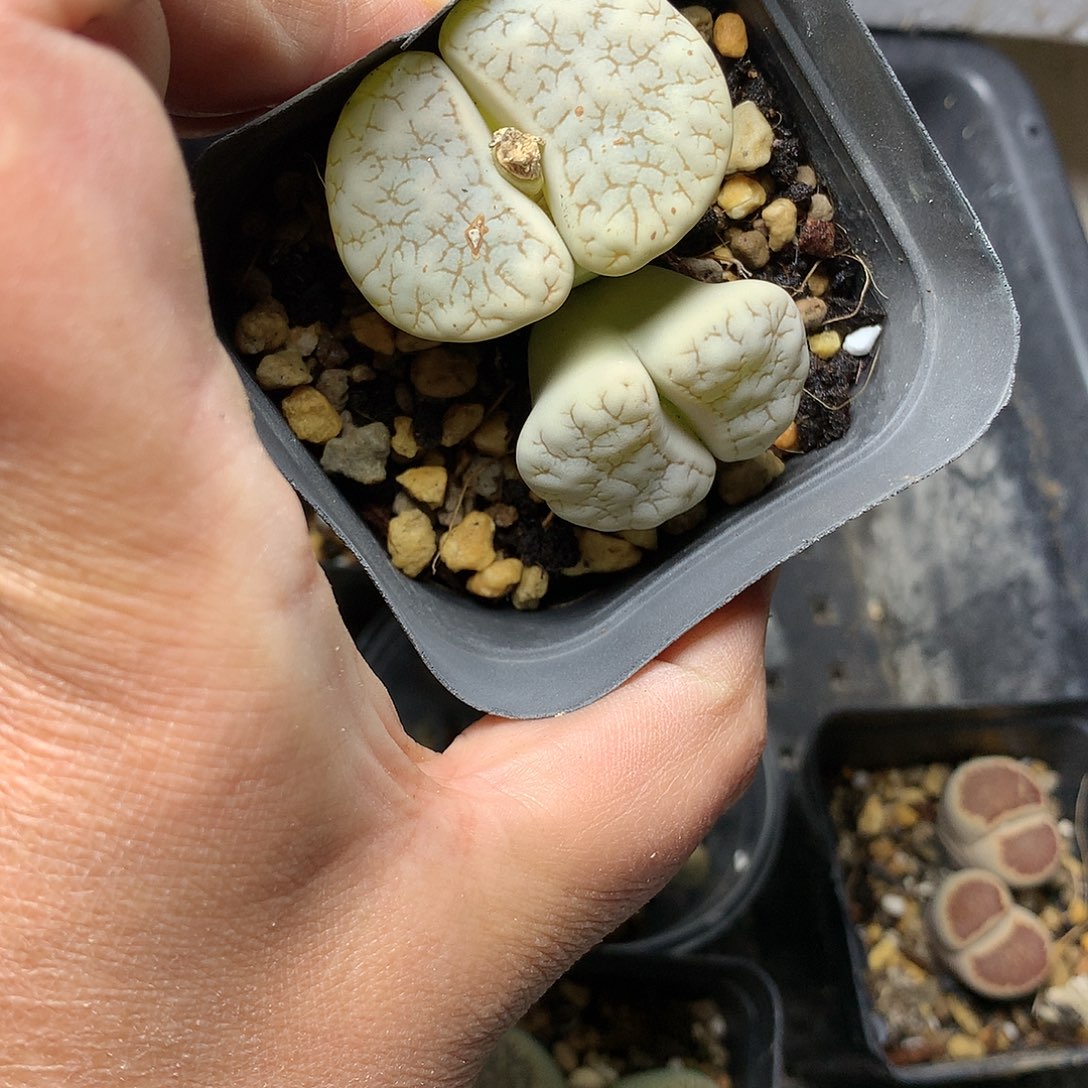 忘*E474多肉植物保护