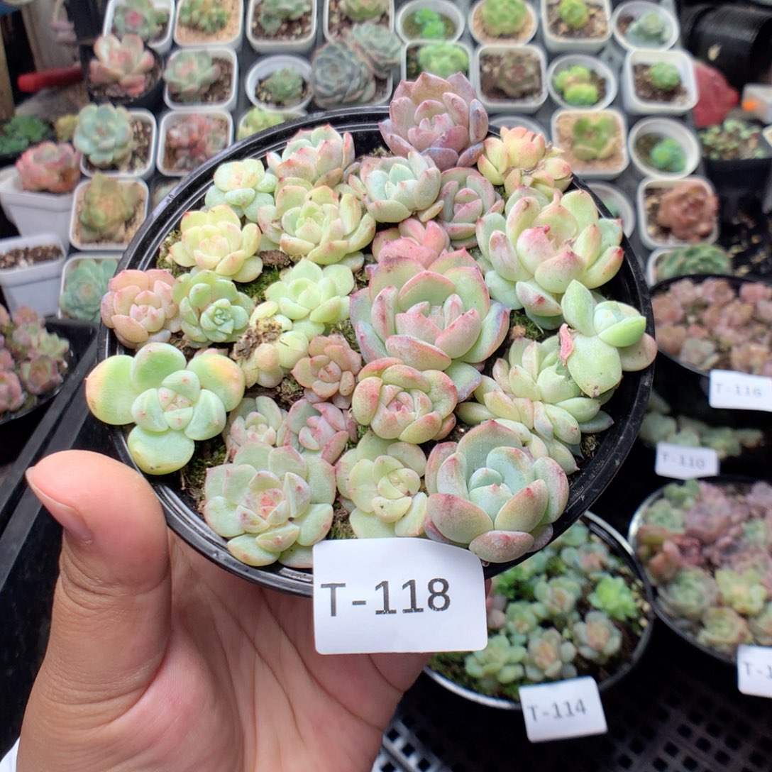 无花朵T118英语英语