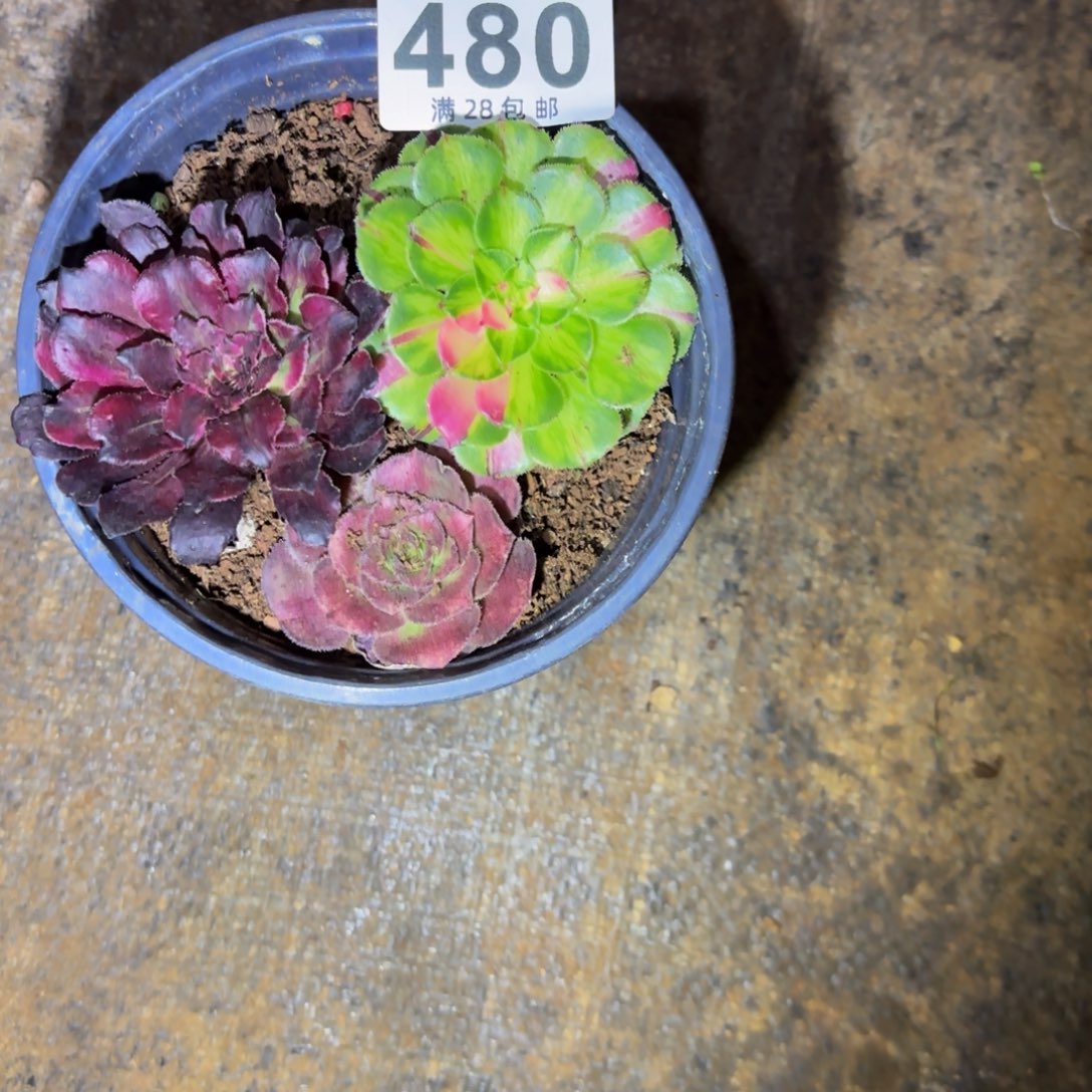 月****补发小套餐带盆发货480