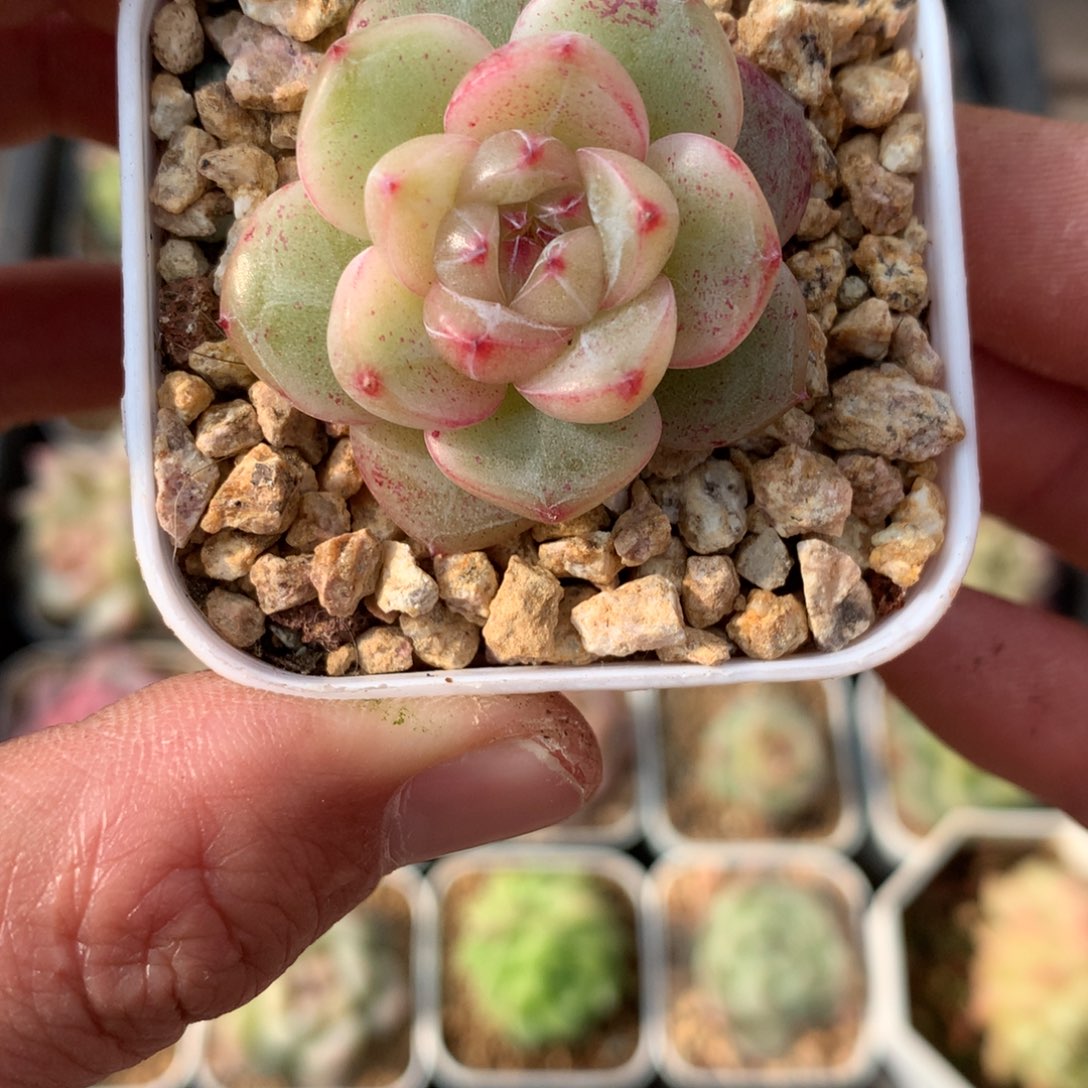 白粉体油面。   爱情珍妮。  17号