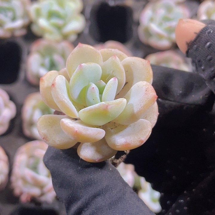 4精品雪梦2颗一组