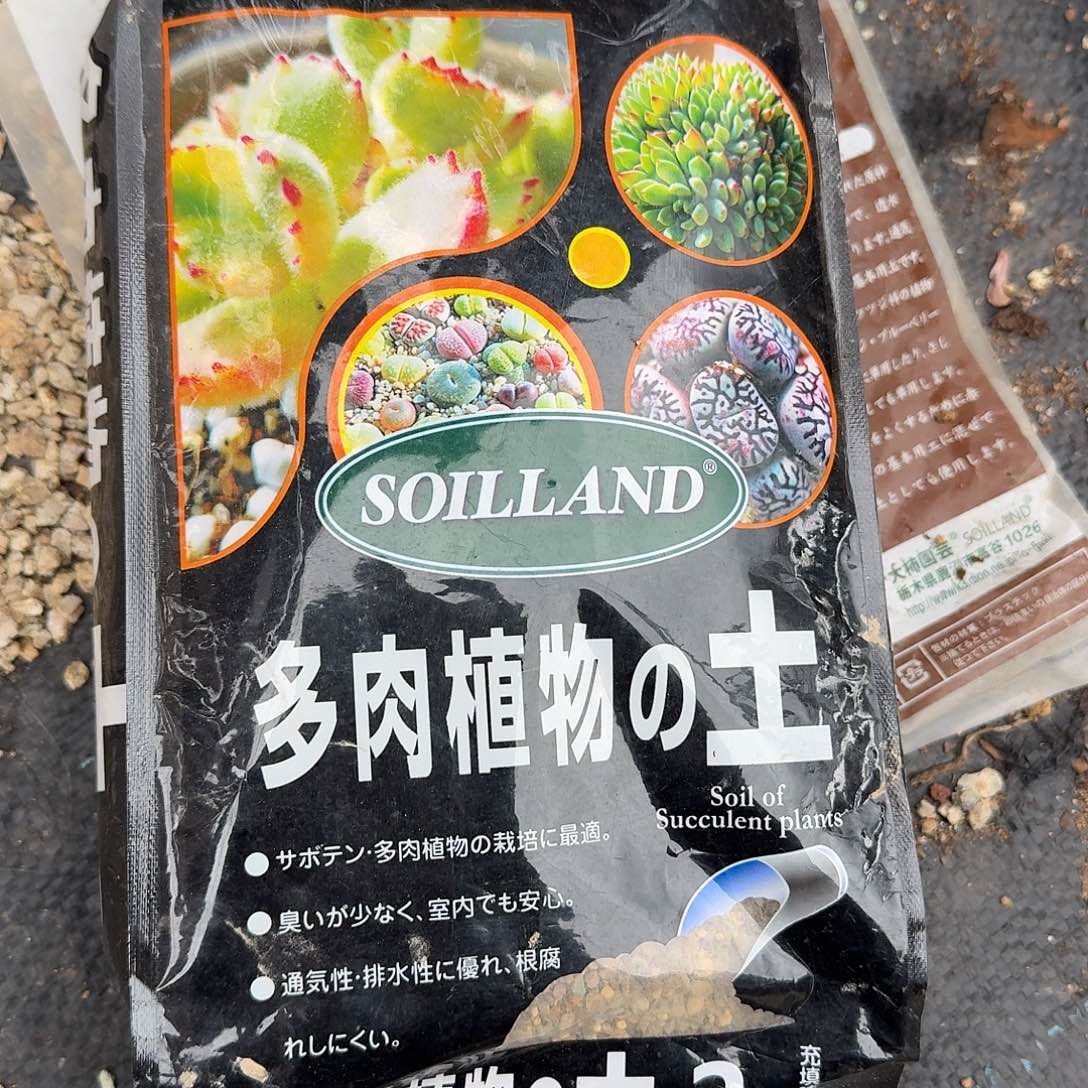 两包土多肉植物精品