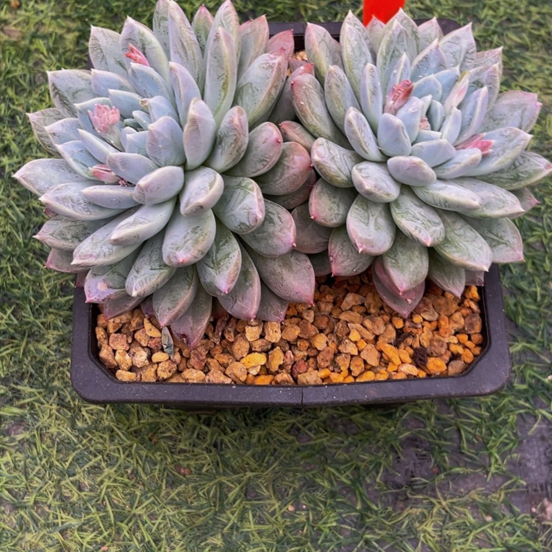 0028下午多肉植物群生