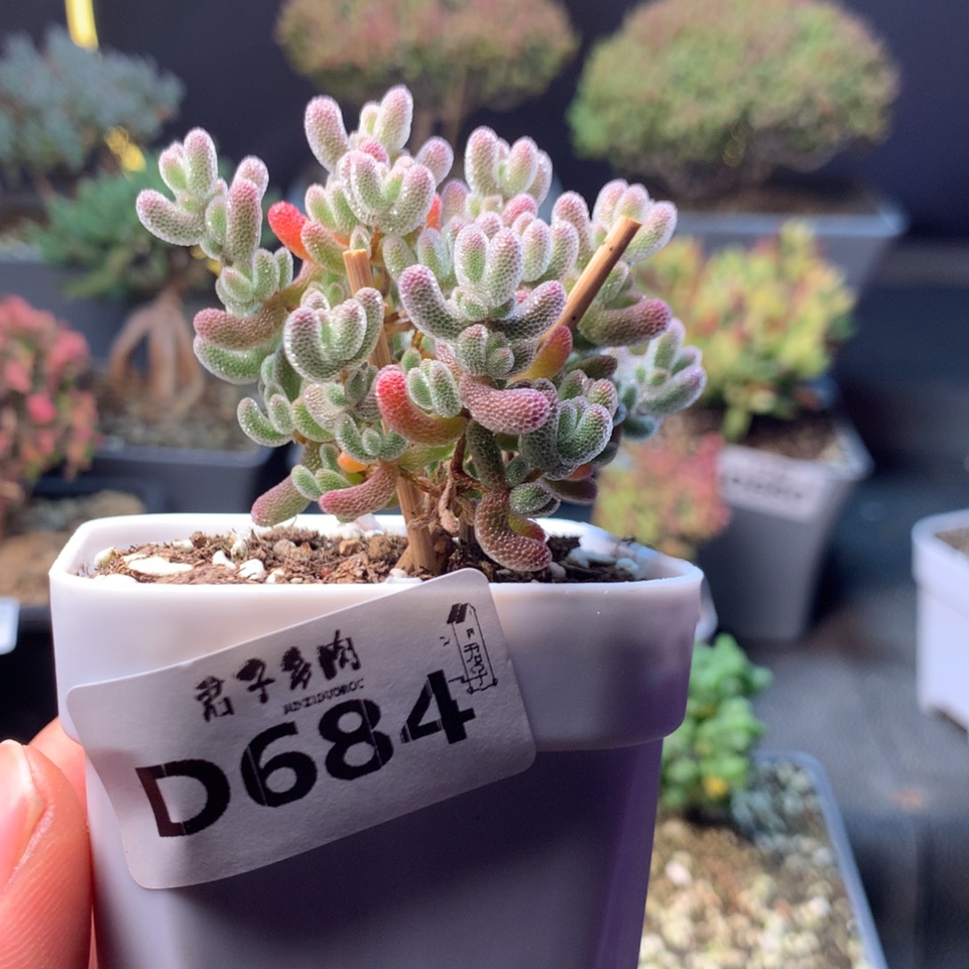 冰晶枝干番杏684       