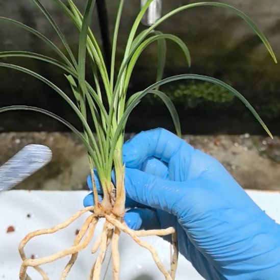 完全开放老种宋梅四个头