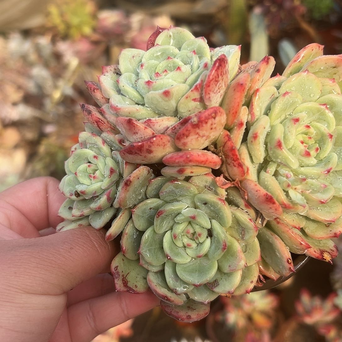 多肉植物桃花石群