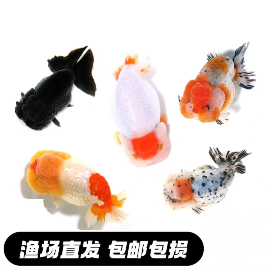 冷水兰寿金鱼观赏鱼苗活体好养耐活招财淡水鱼