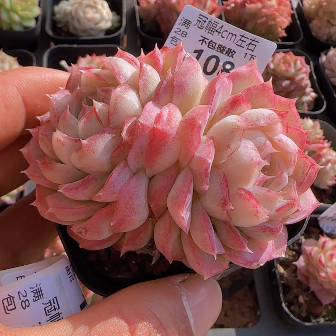 全场满28包邮女王一颗