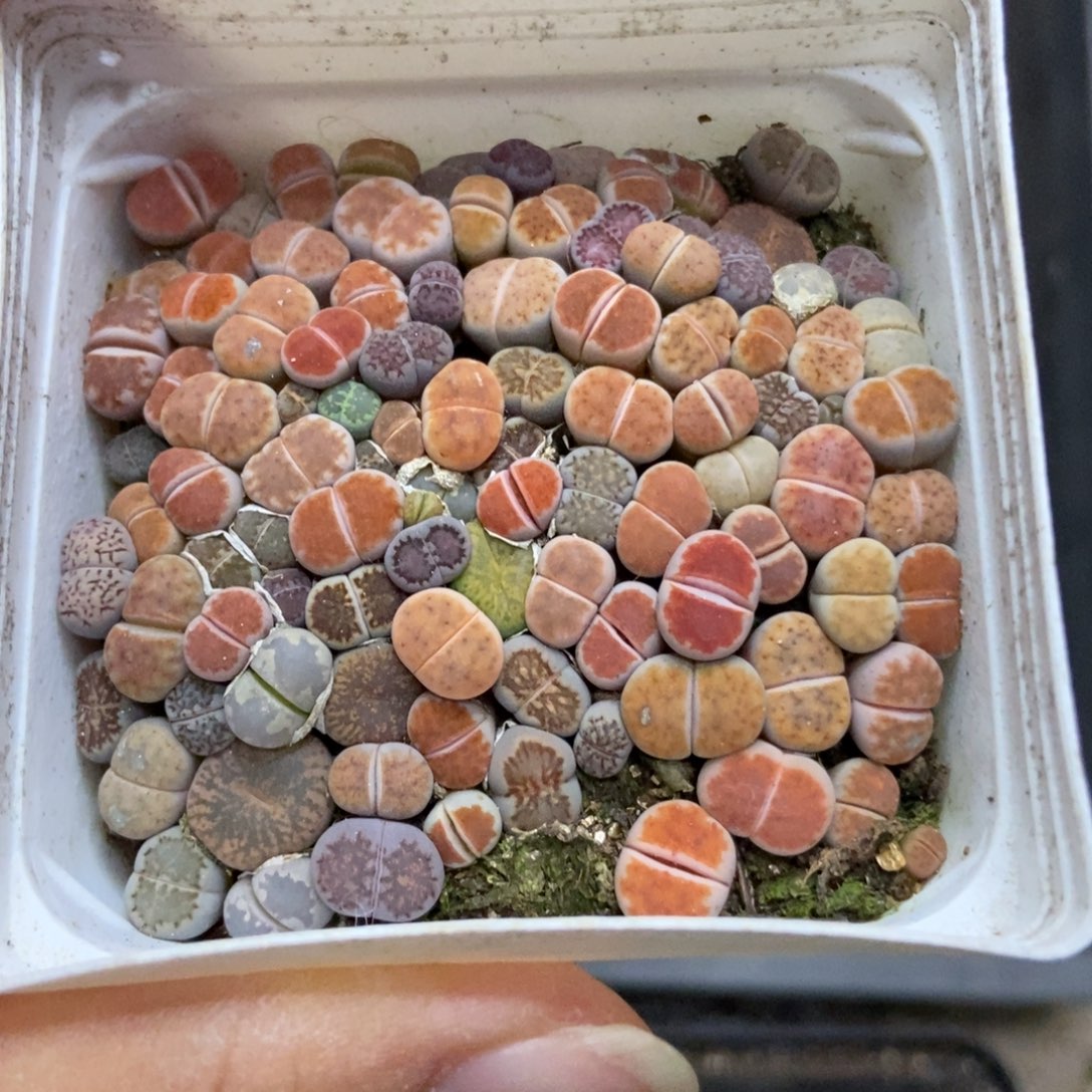 7537一盒七方混合个头很小