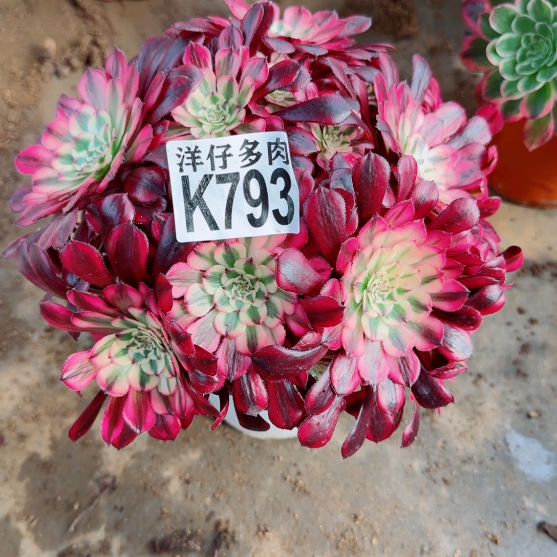 793红铜白法师园艺官服20左右2号