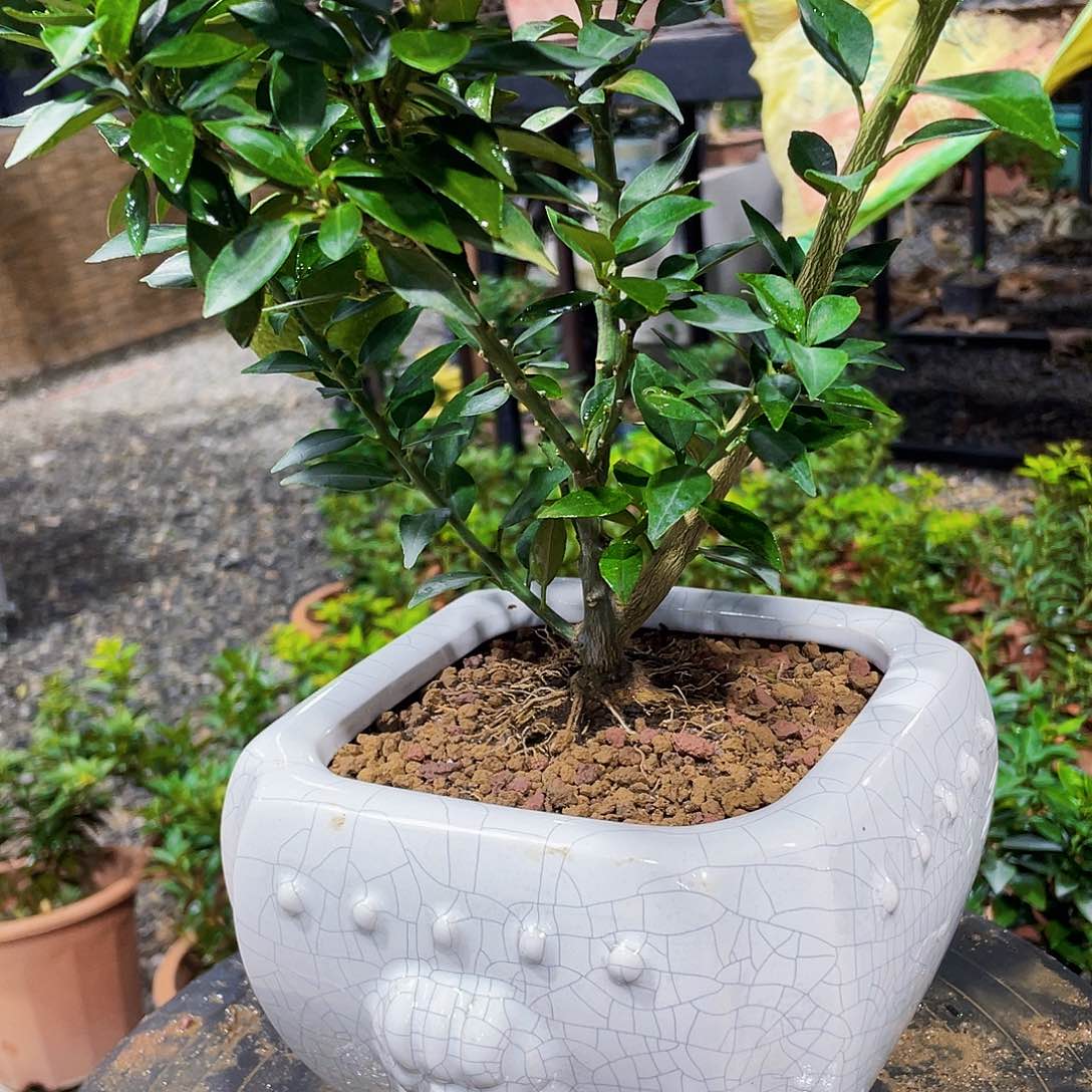 完全开放?****?法国后还会更丰富刚刚好