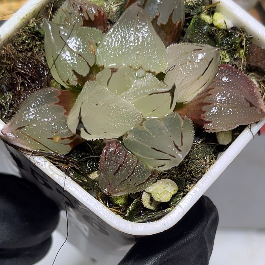 十二卷多肉1510冰玉鸾