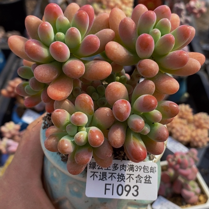 派大星8cm1093多肉