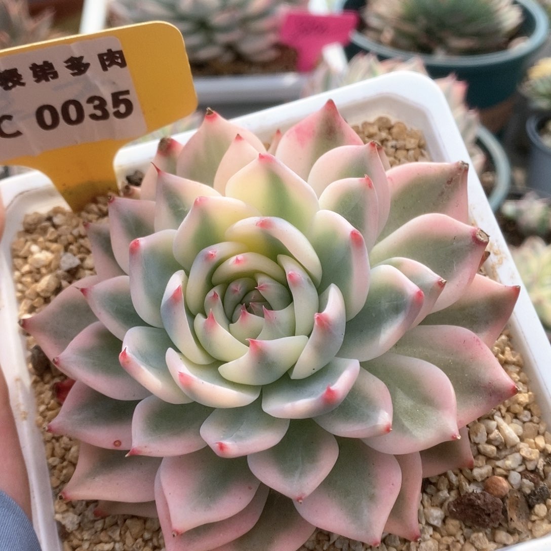 C035锦锦锦锦锦锦锦锦