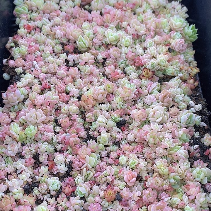 65 多肉植物盆栽花卉植物