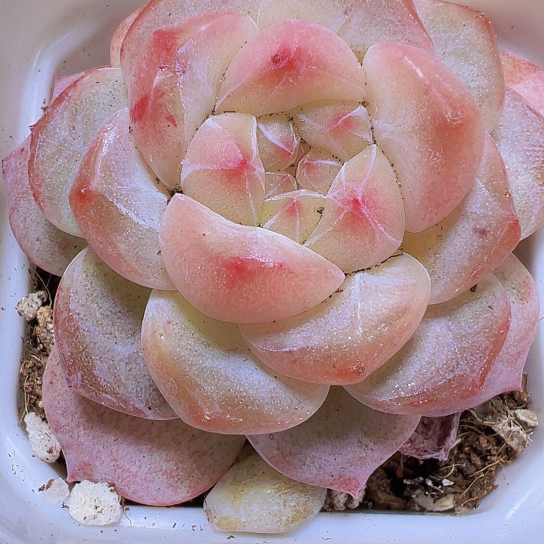 黛玉冰魄19包邮多肉植物