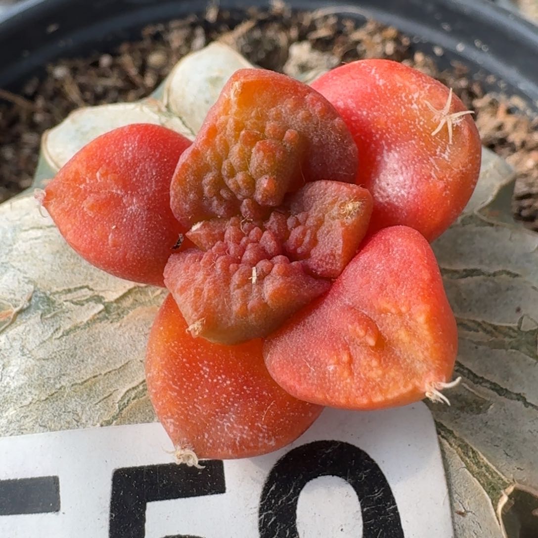 【闪购商品】哥斯拉红锦559