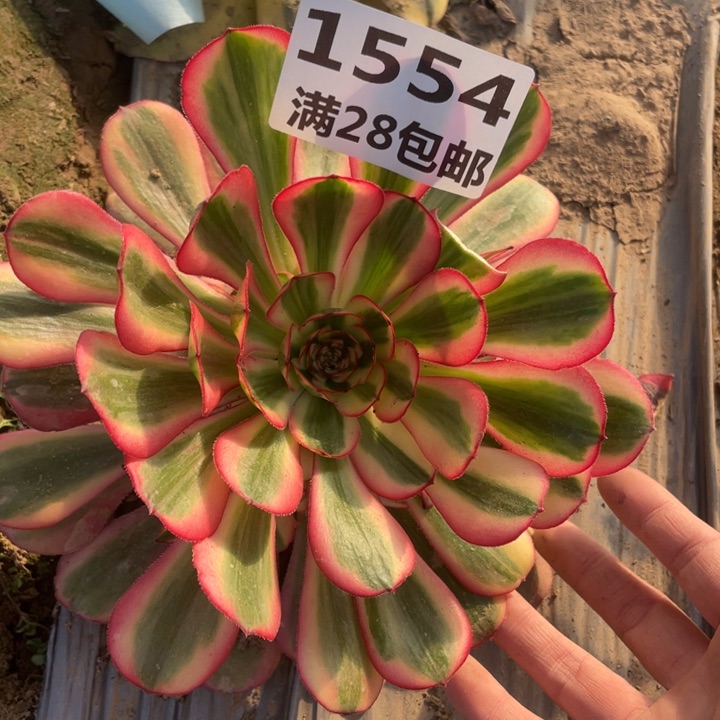 1554初恋多肉植物二号棚A