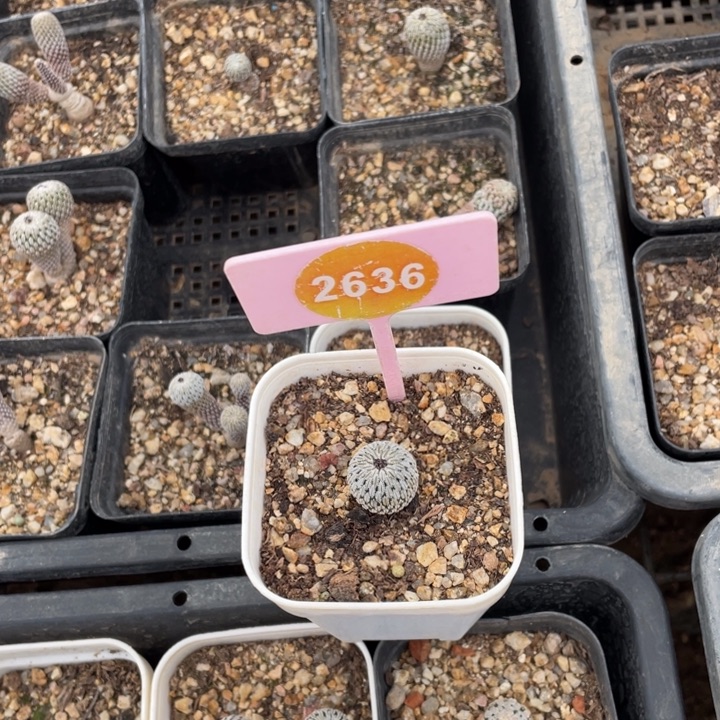 我***豆实生仙人球2636000000