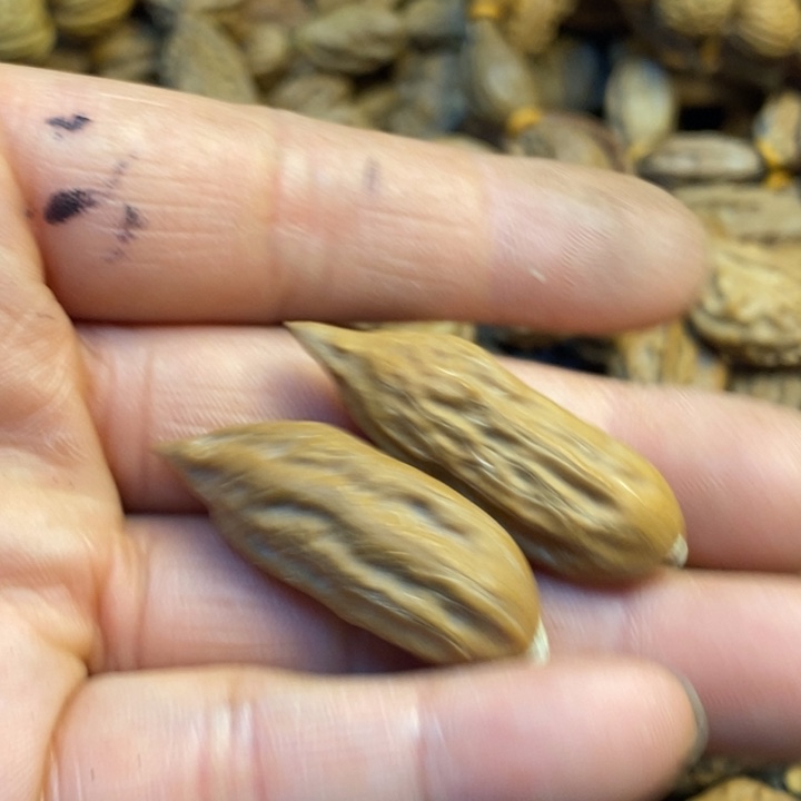 吊坠桃核娜姐真的58