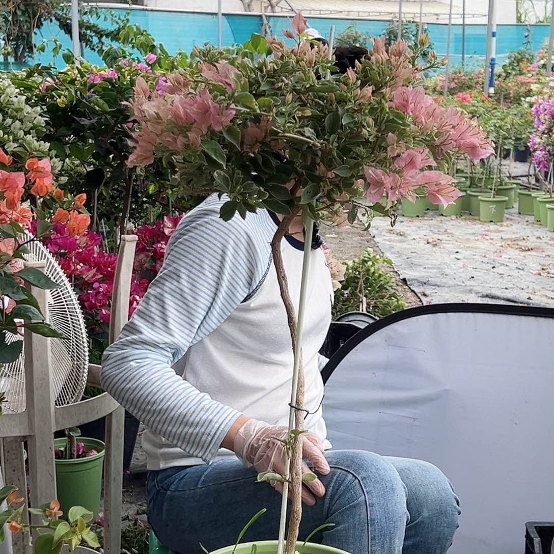 饭***米大部分花苞少量开放M89少女心
