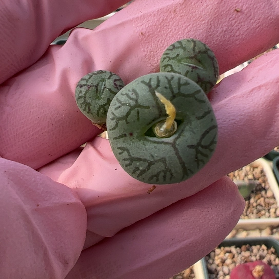 734 好看的多肉冲冲冲