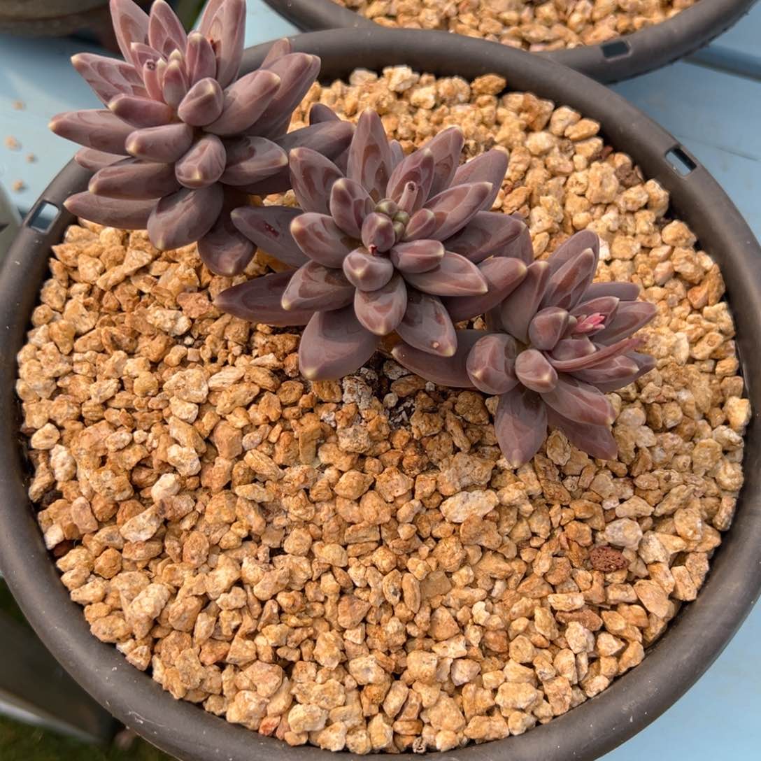 军*美人一物一拍