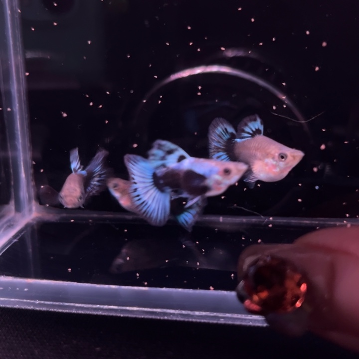 孔雀鱼大耳象牙球2对