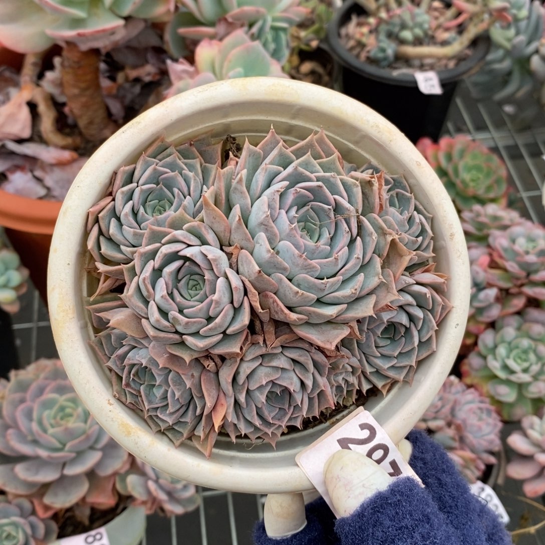 2970欧版海琳娜一物一拍