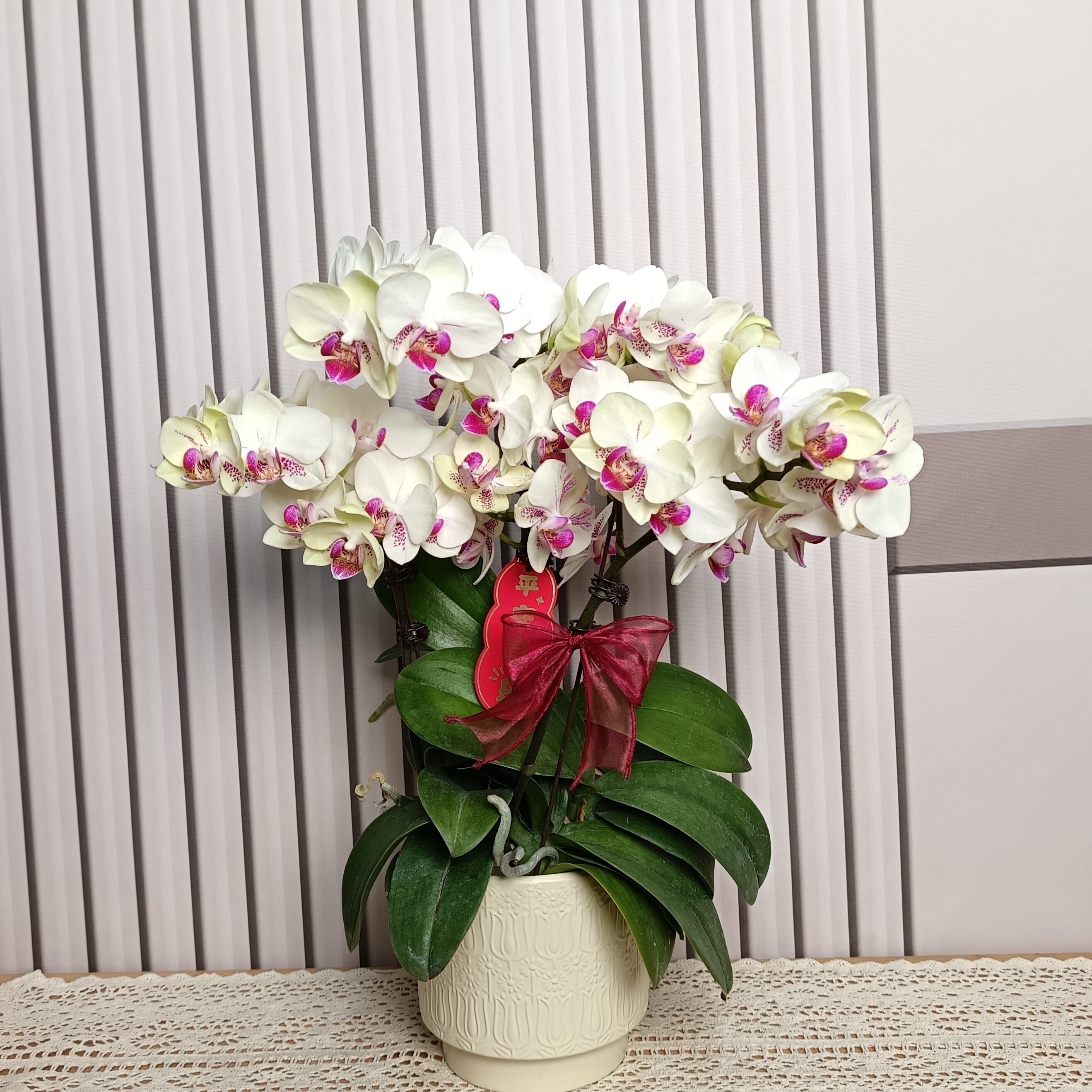 【绿熊】蝴蝶兰 浅绿色中小花 好看耐养 送人送礼送朋友 基地直发