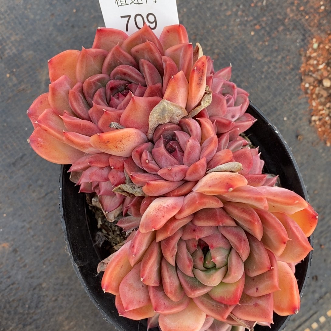 (****)杂交精品多肉709