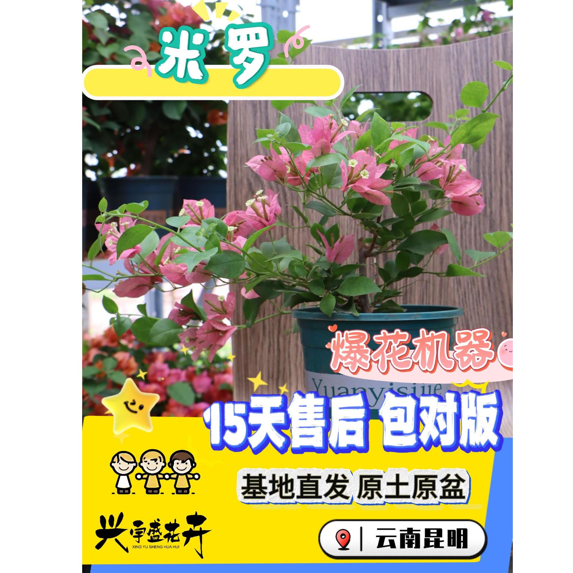 【米罗1加仑】垂钓丰花耐活观赏勤花三角梅