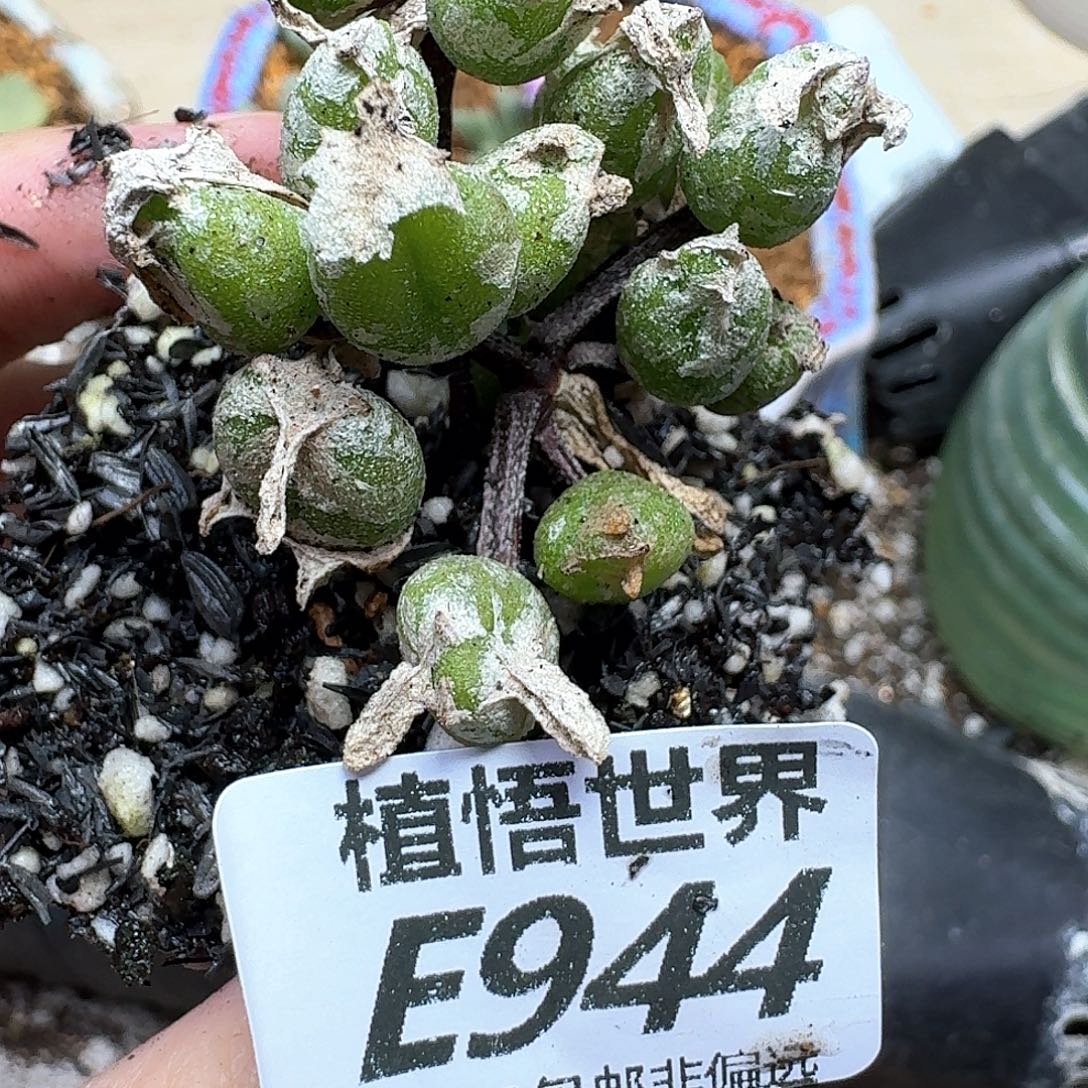 多肉植物的润泽fgb