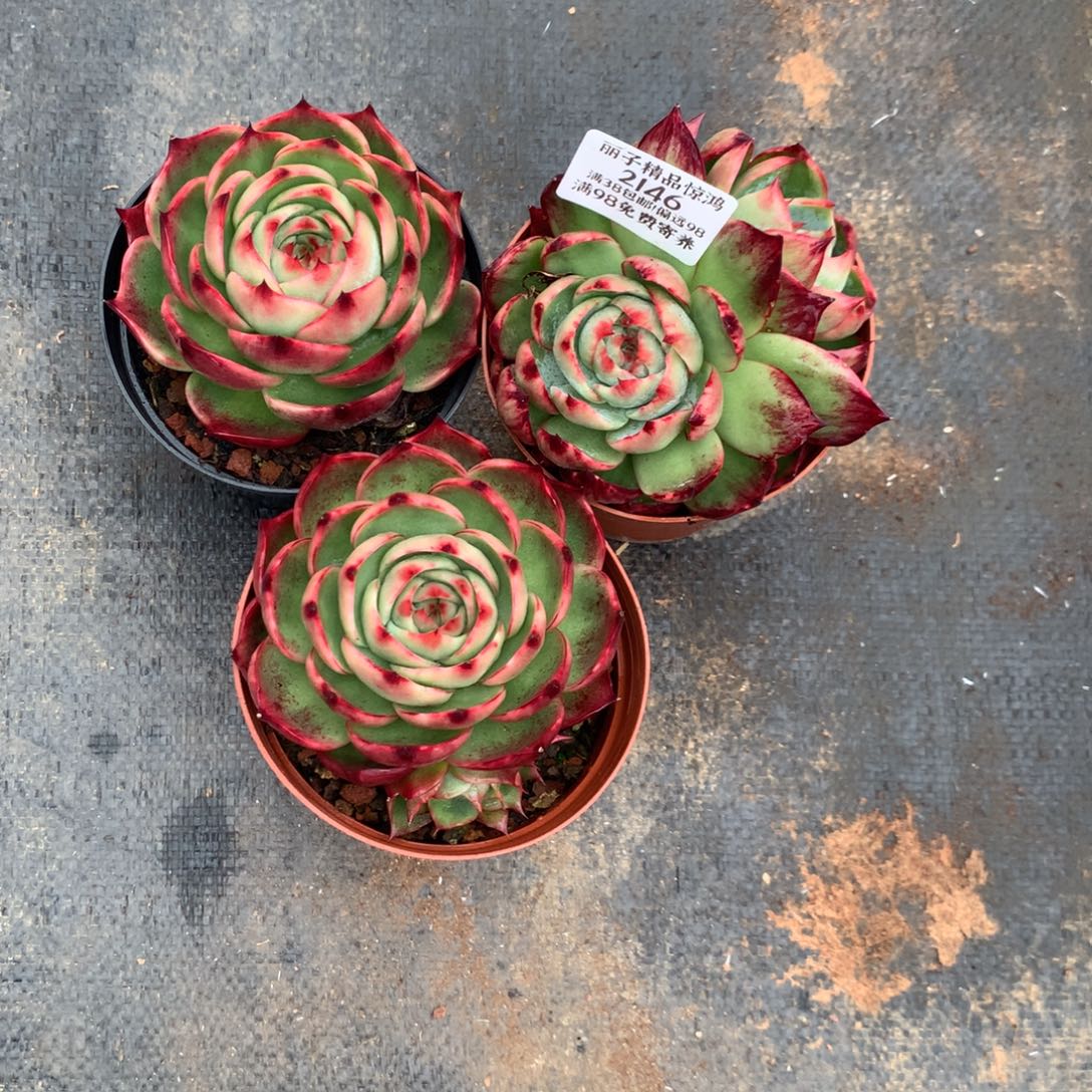 2146号多肉植物惊鸿3颗