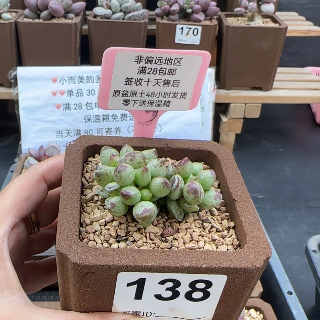 138鼓槌多肉的植物