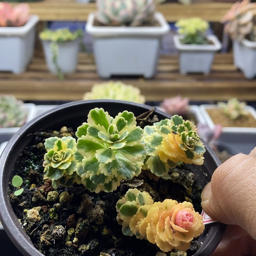 1954 亚特兰蒂斯多肉